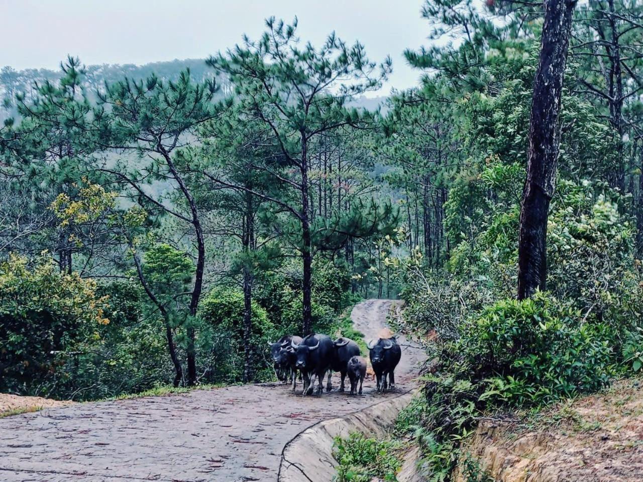 Homestay Niem T'Ri Mang Pen Kon Von Kla Exterior foto